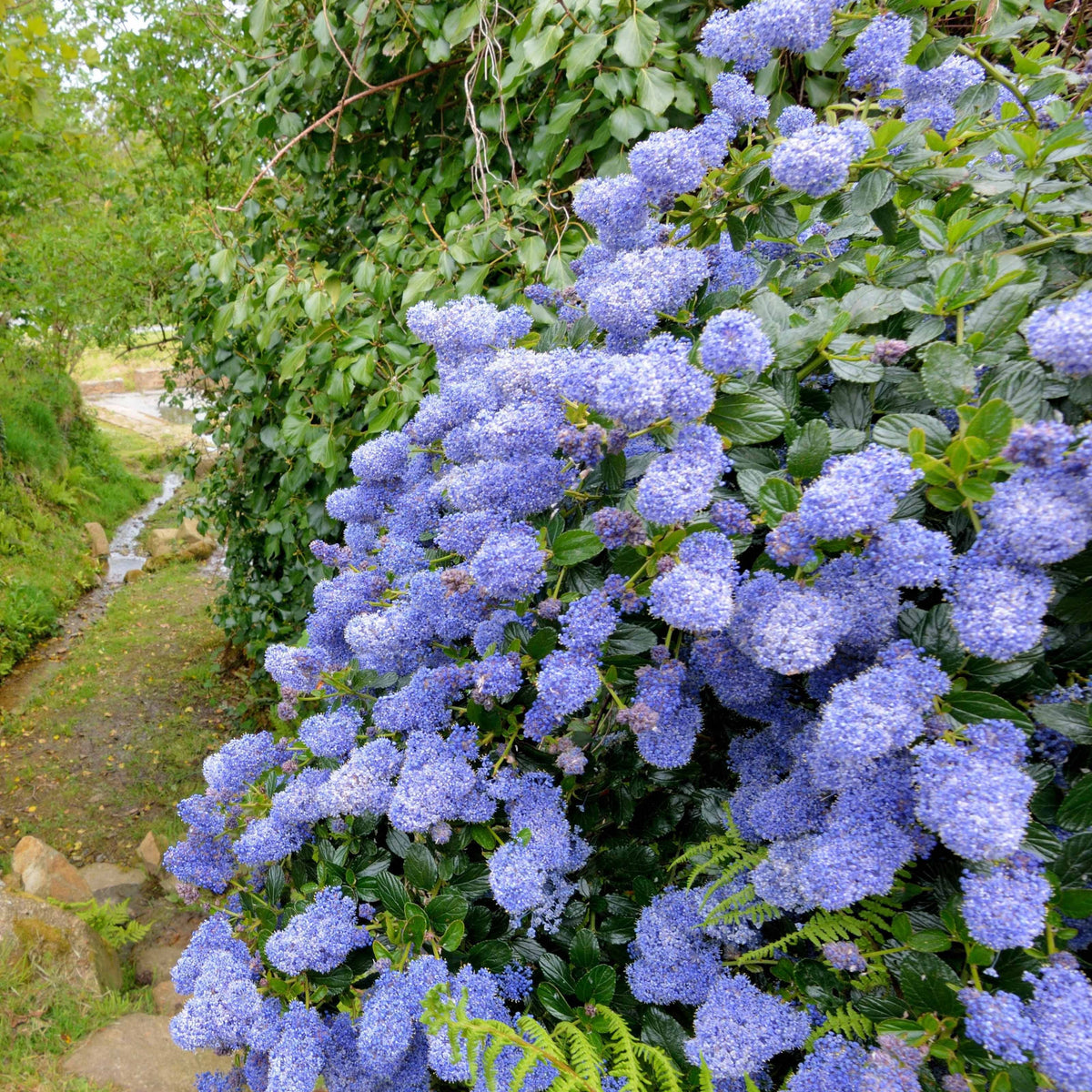Céanothe Victoria - Lilas de Californie - Willemse