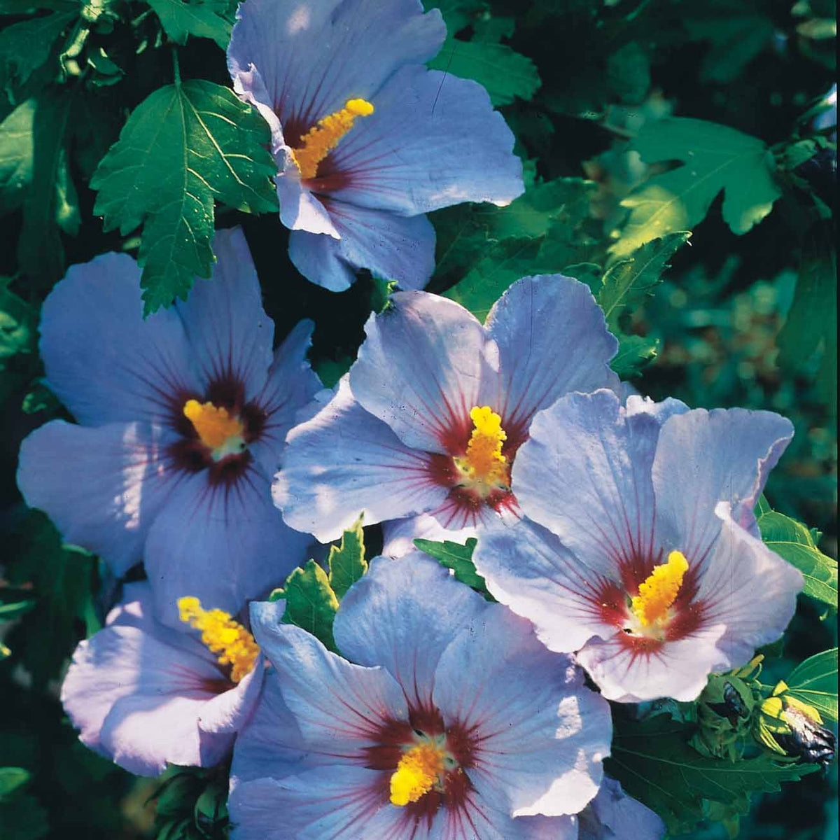 Collection de 2 Hibiscus de jardin sur tige - Hibiscus syriacus - Arbustes