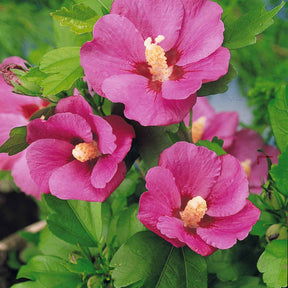 Collection de 2 Hibiscus de jardin sur tige - Hibiscus syriacus - Hibiscus