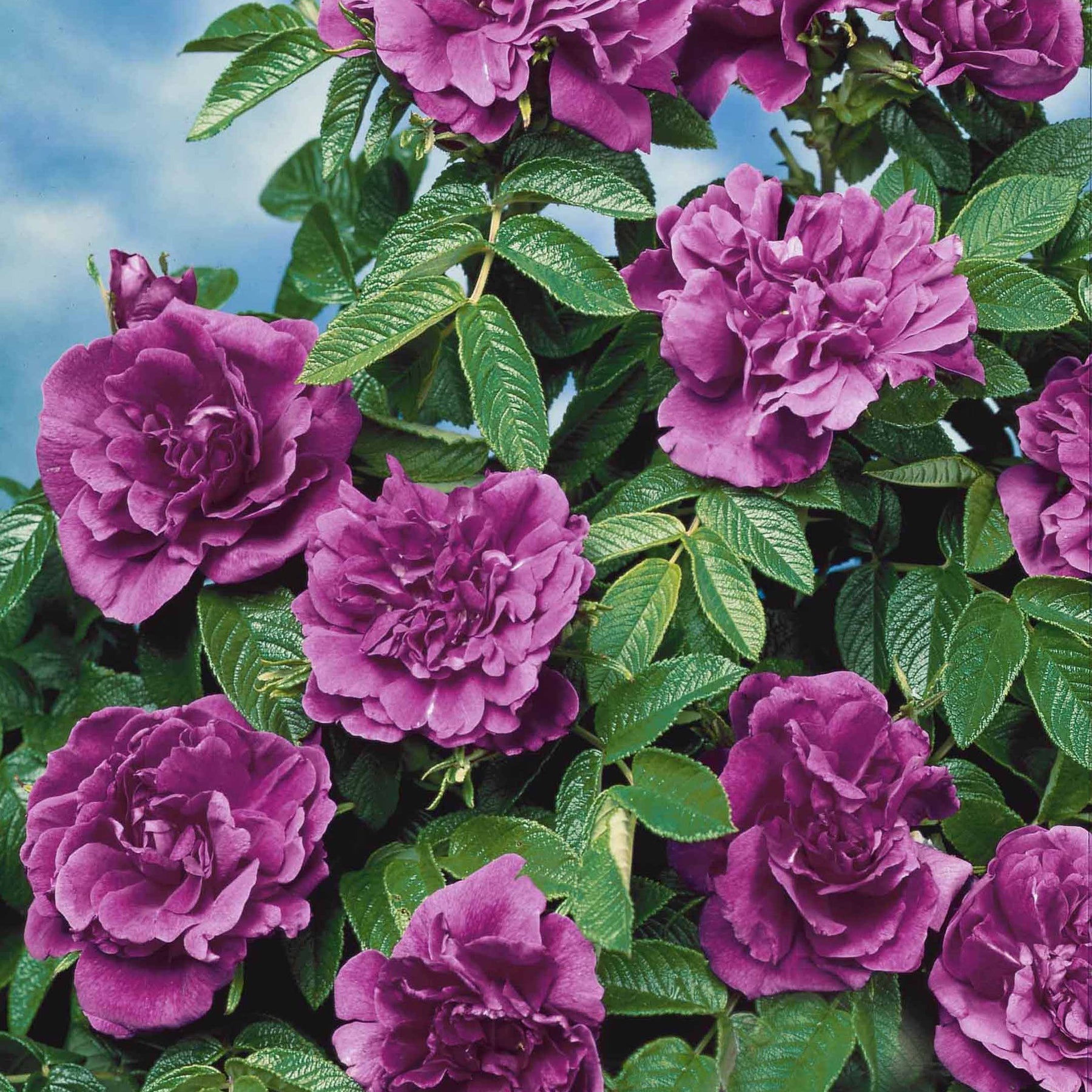 Collection de 2 Rosiers botaniques - Rosa rugosa hansa , boule de neige - Collections de rosiers