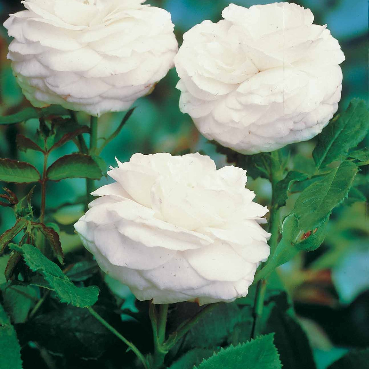 Collection de 2 Rosiers botaniques - Rosa rugosa hansa , boule de neige - Rosiers