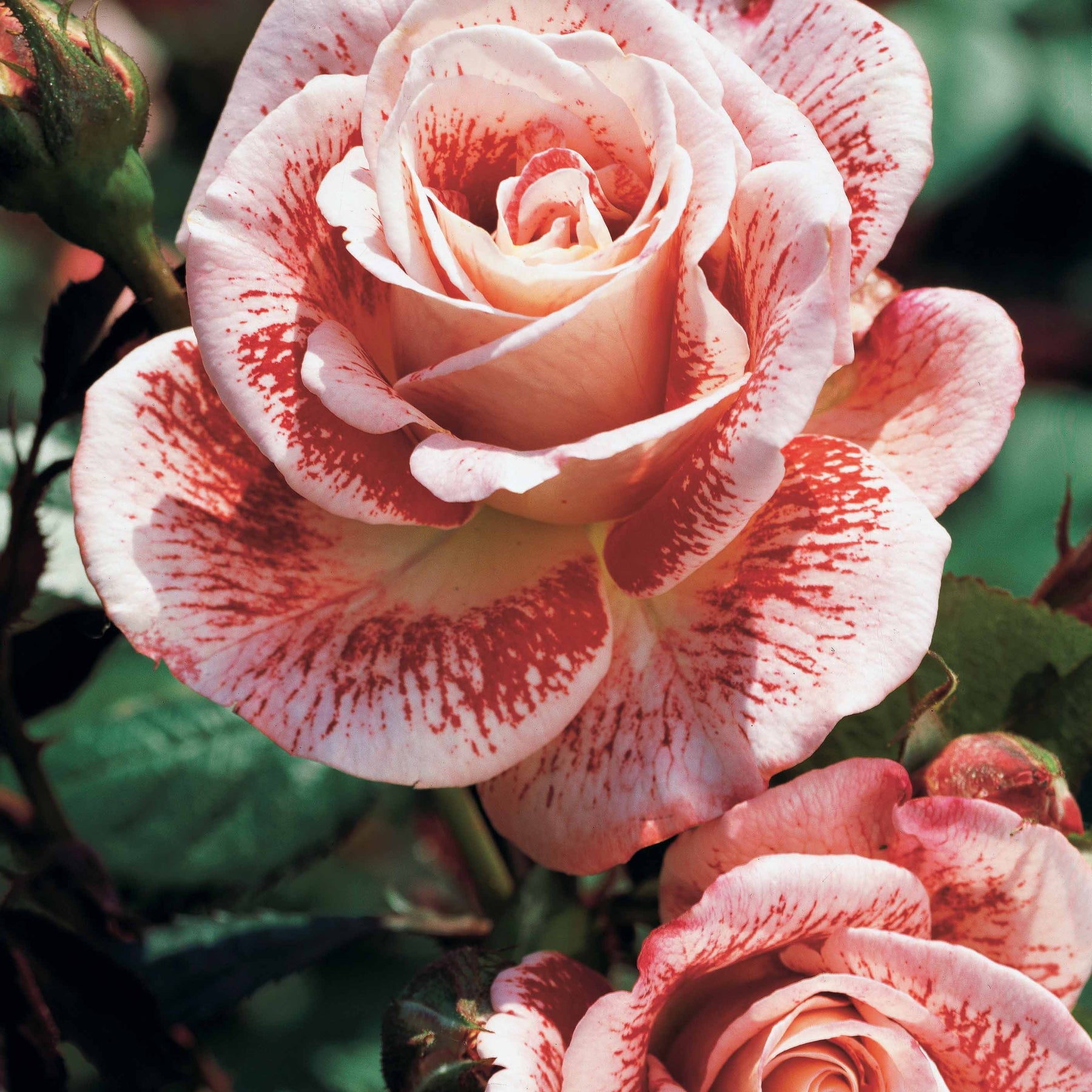 Collection de 7 Rosiers buissons - Rosa Osiria, Malaga, Blue moon, La magie du Parfum, Whisky, Famosa, Double Delight - Collections de rosiers