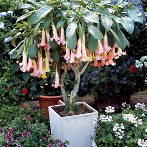 Collection de 3 Brugmansias : rouge et or, jaune, rose - Brugmansia