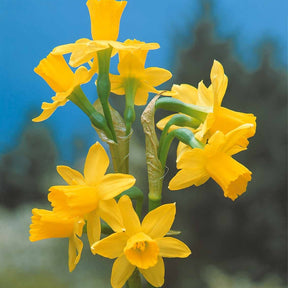 Vente Collection de 30 mini Narcisses : Jet fire, Rip van Winkle, Tête à tête - Narcissus 'jet fire', 'rip van winkle','tête à têt