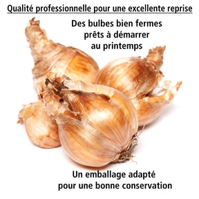 Vente Collection de 30 mini Narcisses : Jet fire, Rip van Winkle, Tête à tête