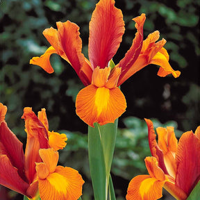 Iris de Hollande - 40 Iris de Hollande colorés en mélange - Iris hollandica frans hals, rosario, tiger eyes, b