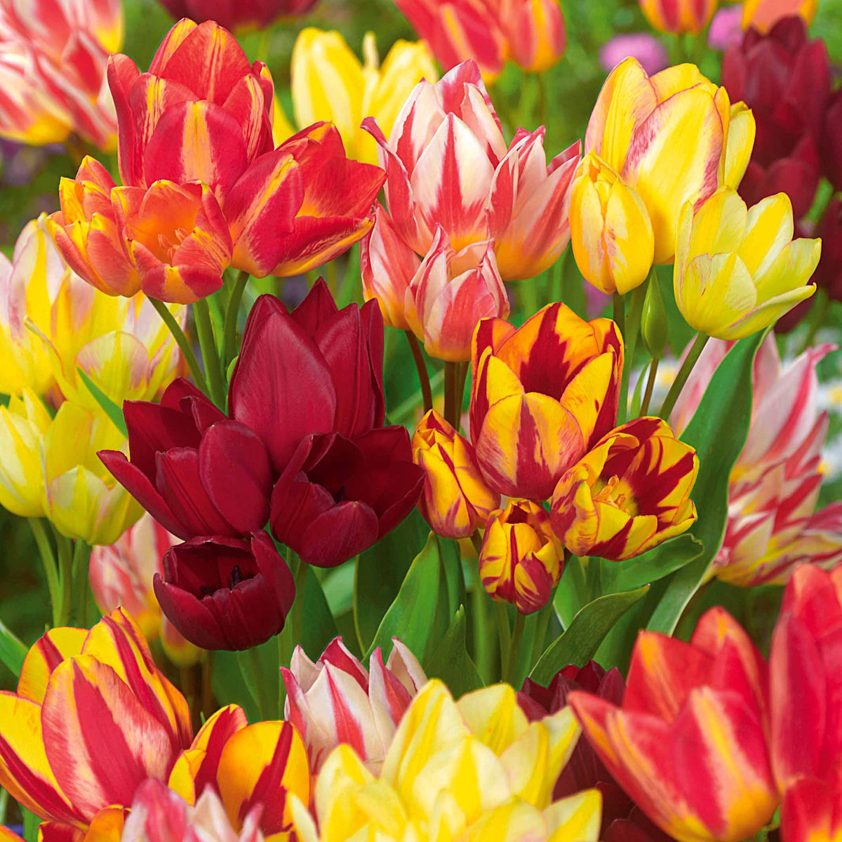 10 Tulipes multiflores en mélange - Willemse