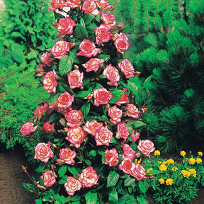 Collection de 4 Rosiers arbustes : Shalom, Korbin, Westerland, Handel - Rosa shalom + haendel + westerland+korbin - Willemse