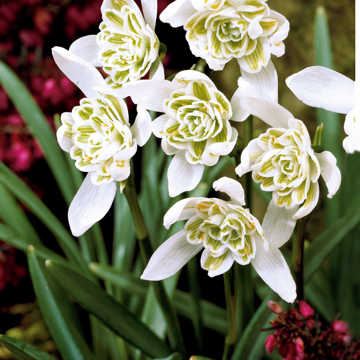 Collection de 35 Perce-neige doubles et simples - Galanthus nivalis - Willemse