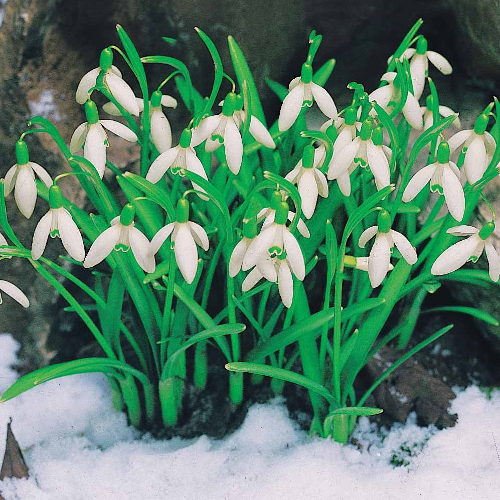 Galanthus nivalis - Collection de 35 Perce-neige doubles et simples - Perce-neige