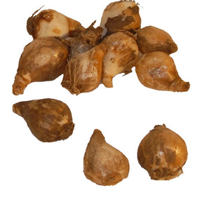 Perce-neige - Collection de 35 Perce-neige doubles et simples - Galanthus nivalis