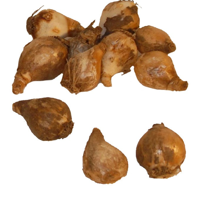 Perce-neige - Collection de 35 Perce-neige doubles et simples - Galanthus nivalis