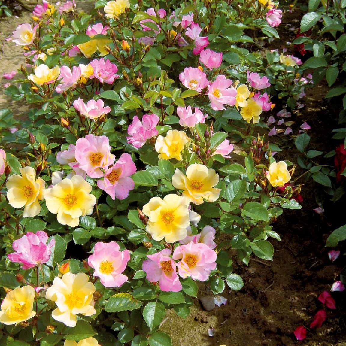 Collection de 6 Rosiers couvre-sols Happy Chappy et Wonderland - Rosa happy chappy , wonderland - Plantes