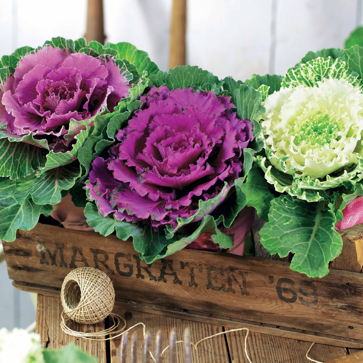 3 Choux décoratifs en mélange - Brassica - Plantes