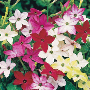Tabac d'ornement en mélange - Nicotiana alata - Willemse