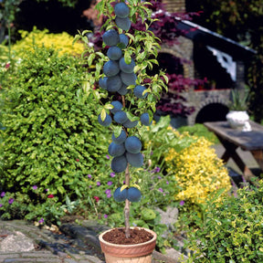 Vente Collection de 4 mini-fruitiers d'été - Pyrus communis, Prunus salicina ,Malus domestica, Prunus avium