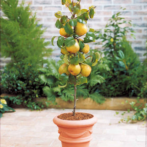 Pyrus communis, Prunus salicina ,Malus domestica, Prunus avium - Collection de 4 mini-fruitiers d'été - Mini fruitier