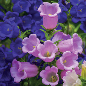 2 Campanules Carillon en mélange - Campanula medium carillon - Willemse
