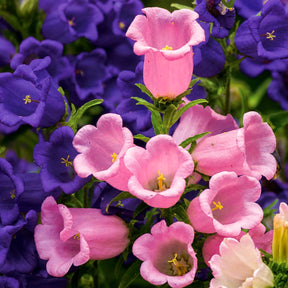 Campanula medium carillon - 2 Campanules Carillon en mélange - Campanule