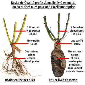 2 Rosiers buissons résistants aux maladies - Rosa Grande Amore, Souvenir de Baden Baden