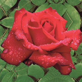 2 Rosiers buissons résistants aux maladies - Rosa Grande Amore, Souvenir de Baden Baden