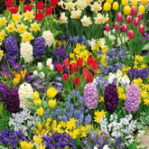 Collection de 200 Bulbes à floraison printanière - Willemse