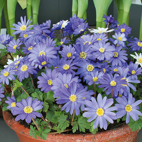 30 Anémones de Grèce Blue Shades - Anemone blanda blue shades - Willemse