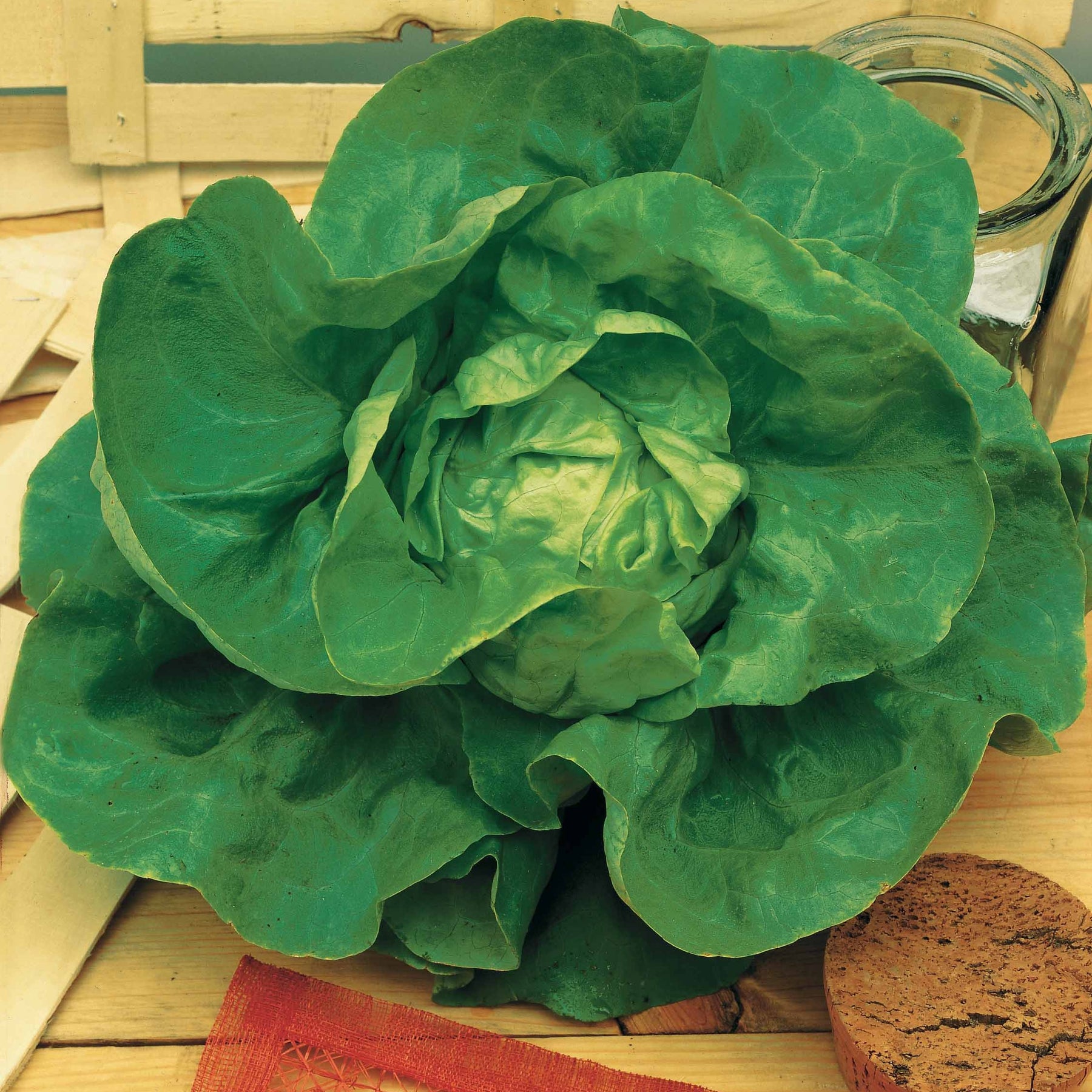 Coll. 3 salades assorties (pommant seule + appia + - Collection de salades : chicorée, laitue, batavia - Salades