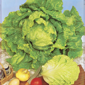 Collection de salades : chicorée, laitue, batavia - Coll. 3 salades assorties (pommant seule + appia + - Willemse