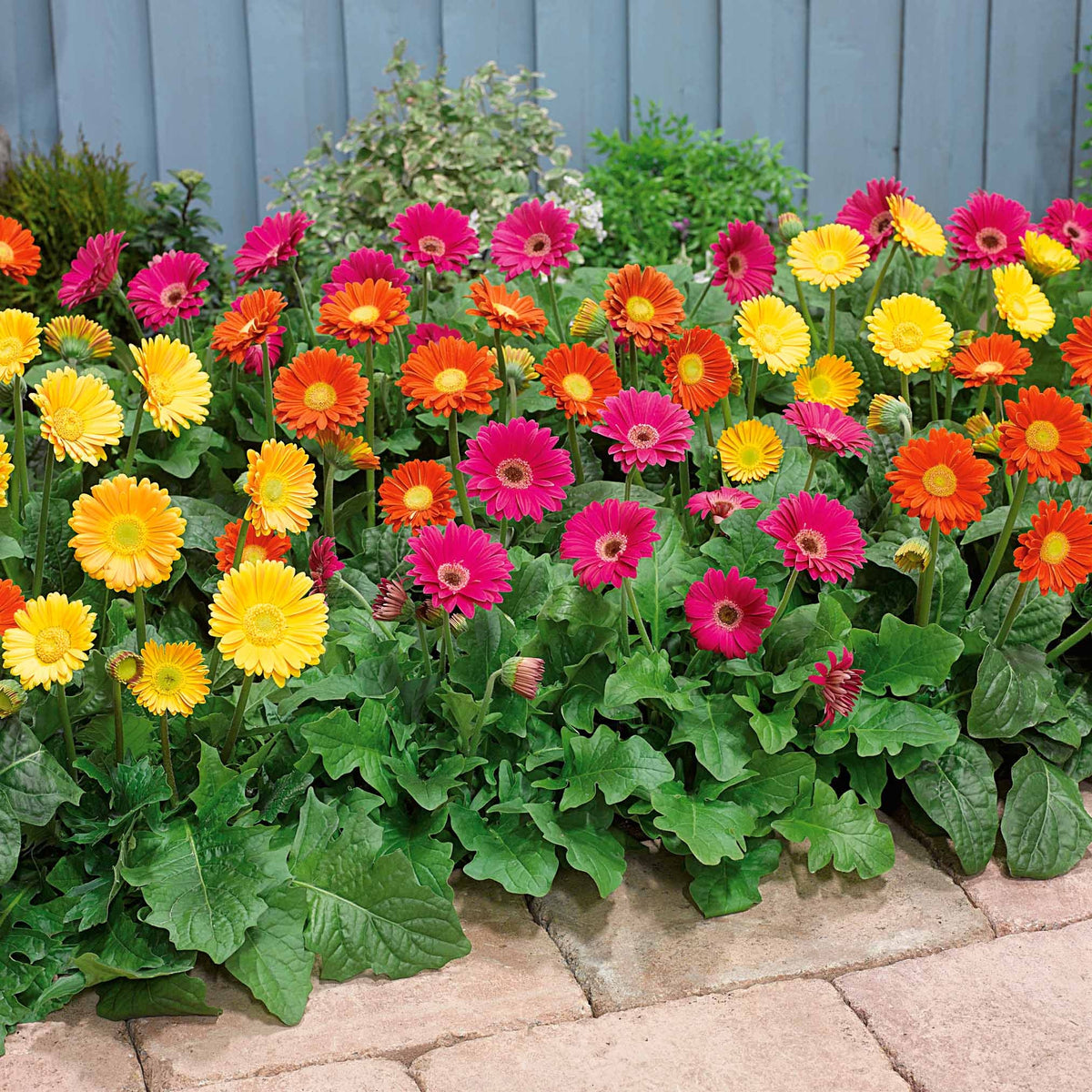 3 Gauras blancs roses - Garvinea 'viviane', 'rachel', 'pam' - Plantes vivaces