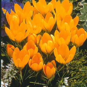 60 Crocus blanc violet, jaune, blanc, violet en mélange - Crocus 'yellow mammouth', 'flower record', 'jeanne - Willemse