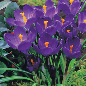 Crocus 'yellow mammouth', 'flower record', 'jeanne - 60 Crocus blanc violet, jaune, blanc, violet en mélange - Crocus