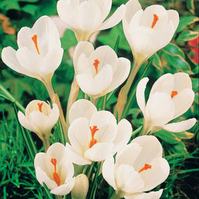 Crocus - 60 Crocus blanc violet, jaune, blanc, violet en mélange - Crocus 'yellow mammouth', 'flower record', 'jeanne