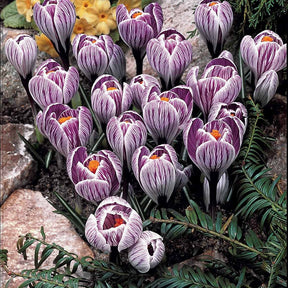 Vente 60 Crocus blanc violet, jaune, blanc, violet en mélange - Crocus 'yellow mammouth', 'flower record', 'jeanne
