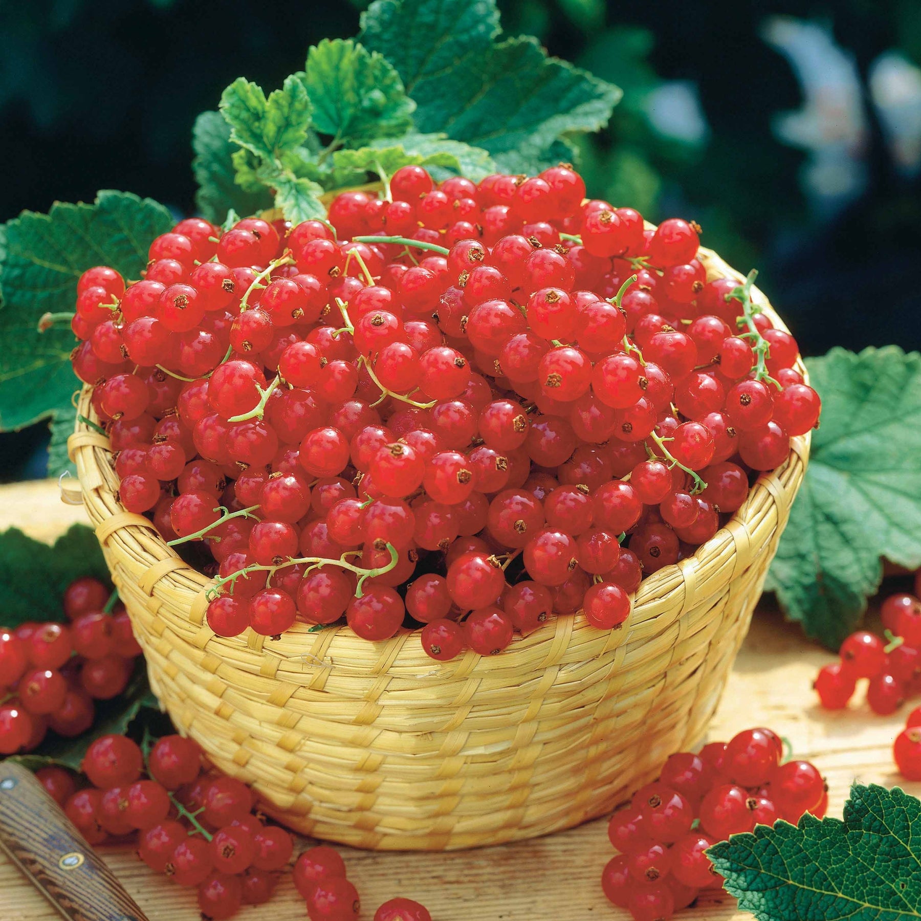 Collections de fruitiers - Collection de 4 cassissiers et groseilliers - Ribes rubrum rovada, ribes nigrum neva chereshneva