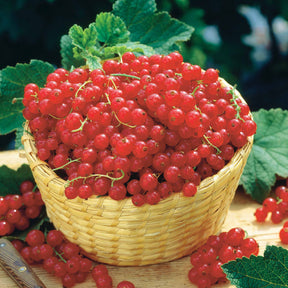 Collections de fruitiers - Collection de 4 cassissiers et groseilliers - Ribes rubrum rovada, ribes nigrum neva chereshneva