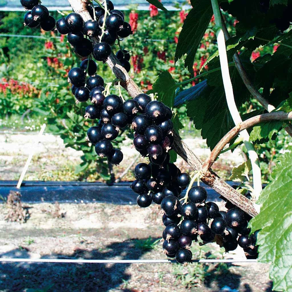 Ribes rubrum rovada, ribes nigrum neva chereshneva - Collection de 4 cassissiers et groseilliers - Collections de fruitiers