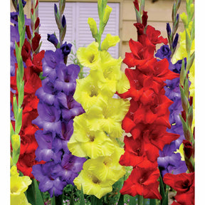 30 Glaïeuls assortis en mélange - Gladiolus - Plantes