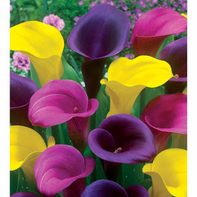 Zantedeschia - 3 Callas rose, jaune, pourpre en mélange - Arum