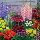 35 Bulbes d'été colorés en mélange - 1,5 m² - Willemse