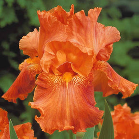 2iris profondeur de champ (depht of field) + 2 ir - 6 Iris de jardin noire, orange, rosé en mélange - Fleurs vivaces
