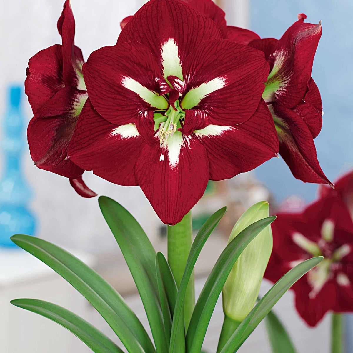 Collection de 2 Amaryllis géantes - Amaryllis barbados , exposure - Plantes d'intérieur