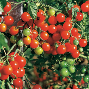 Collection de Tomates - Collection 4 tomates : Rose de Berne, Roma, Merveille des marchés, Sw