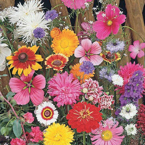 Mélange fleuri spécial fleurs à couper - Graines de fleurs spécial fleurs à couper en mélange - Mélanges fleuris