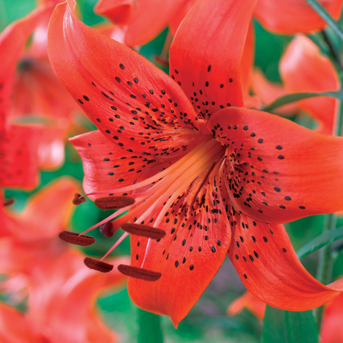 Collection de 6 Lis La vie en rouge et Fusion - Lilium red life , fusion - Willemse