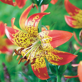 Lilium red life , fusion - Collection de 6 Lis La vie en rouge et Fusion - Lis - Lys