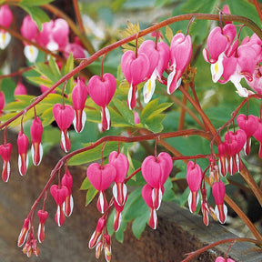 Cœur de Marie - Dicentra - 4 Coeur de Marie en mélange - Dicentra spectabilis