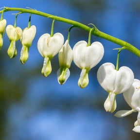 Dicentra spectabilis - 4 Coeur de Marie en mélange - Cœur de Marie - Dicentra