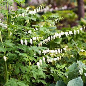 Vente 4 Coeur de Marie en mélange - Dicentra spectabilis