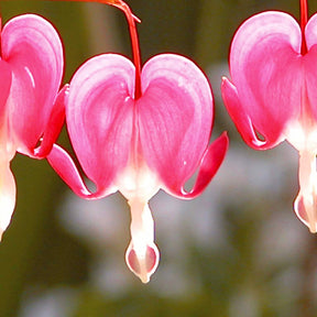 Vente Cœur de Marie - Dicentra - 4 Coeur de Marie en mélange